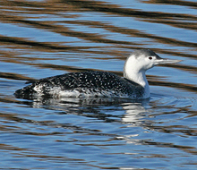 Red-throated Loon nonbreeding